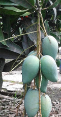 Mallika Mango Tree in 3-Gallon Pot, Grafted, Disease Resistant, Sweet Mango, Mangifera indica
