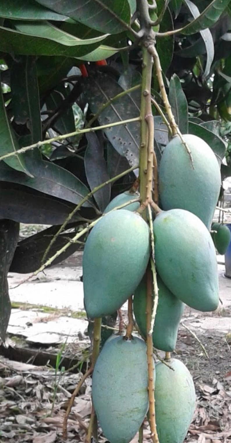 Mallika Mango Tree in 3-Gallon Pot, Grafted, Disease Resistant, Sweet Mango, Mangifera indica