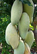 Nam Doc Mai Thai Mango Tree - Grafted 3-Gallon Pot, Sweet Fiberless Fruit, Mangifera indica, Full Sun, Hardy Zones 10-11