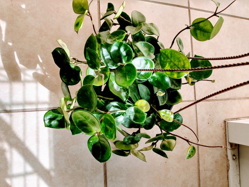 Hoya Carnosa Chelsea Plant - Small Rooted Indoor Vining Hoya with Free Cutting - Low Maintenance Houseplant