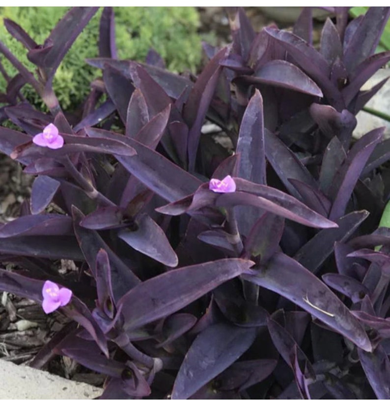 Purple Heart Plant - Small Rooted Setcreasea Pallida with Free Cutting - Indoor Outdoor Easy Care Succulent