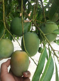 Sugar Loaf Mango Tree Grafted in 3-Gallon Pot, Tropical Mangifera indica with Coconut & Pineapple Notes