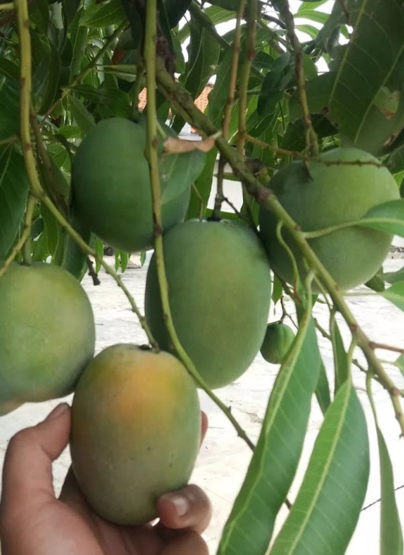 Sugar Loaf Mango Tree Grafted in 3-Gallon Pot, Tropical Mangifera indica with Coconut & Pineapple Notes