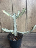 Rare Ghost Cactus Succulent in 6" Pot | Variegated Euphorbia Lactea | Exotic Low-Maintenance Indoor Plant