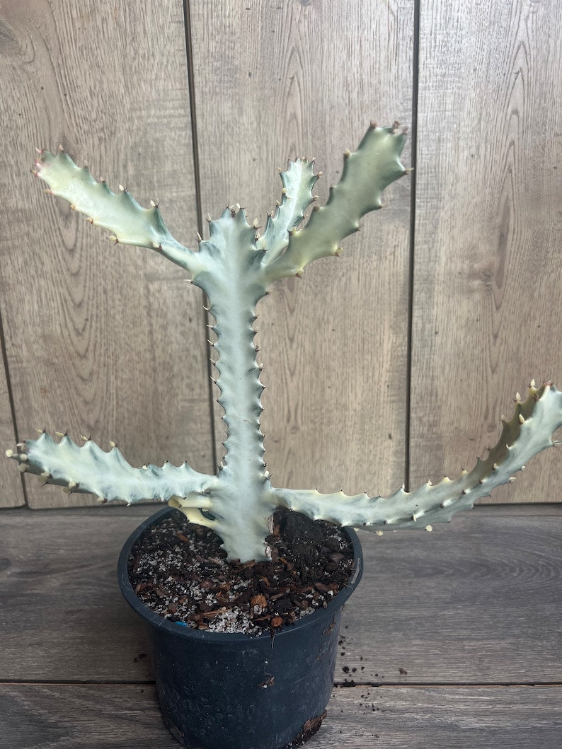 Rare Ghost Cactus Succulent in 6" Pot | Variegated Euphorbia Lactea | Exotic Low-Maintenance Indoor Plant