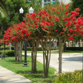 Red Crape Myrtle Plant in 4" Container, Lagerstroemia indica 'rubra', Red Flowering Shrub for Gardens Zones 6-9