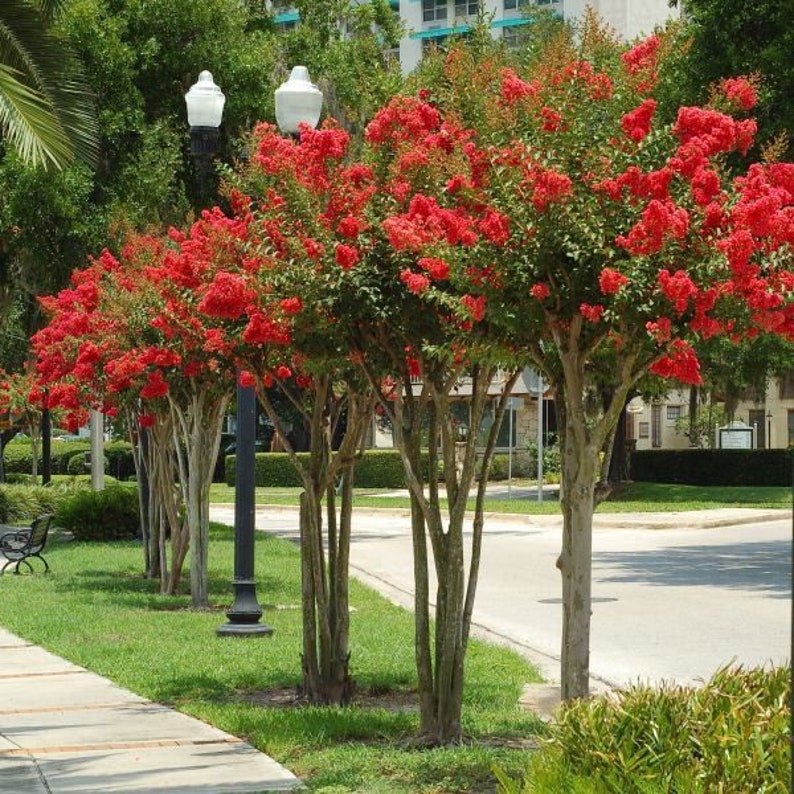 Red Crape Myrtle Plant in 4" Container, Lagerstroemia indica 'rubra', Red Flowering Shrub for Gardens Zones 6-9