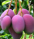 Grafted Tommy Atkins Mango Tree in 3-Gallon Pot, Mangifera indica, Medium to Large Fruit, Full Sun, Container or In-Ground