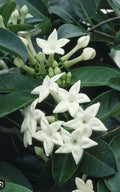 Stephanotis Floribunda Plant 6" Pot, Madagascar Jasmine, Fragrant Bridal Bouquet Vine for Weddings & Indoor Gardens