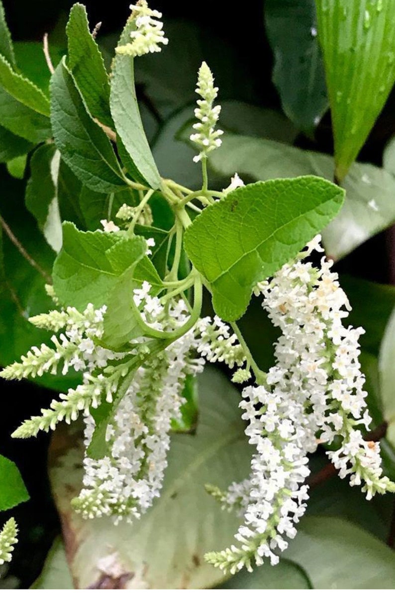 Sweet Almond Bush 6" Pot Aloysia virgata Fragrant Flowering Shrub Aromatic Lemon Scented Leaves Pollinator Friendly