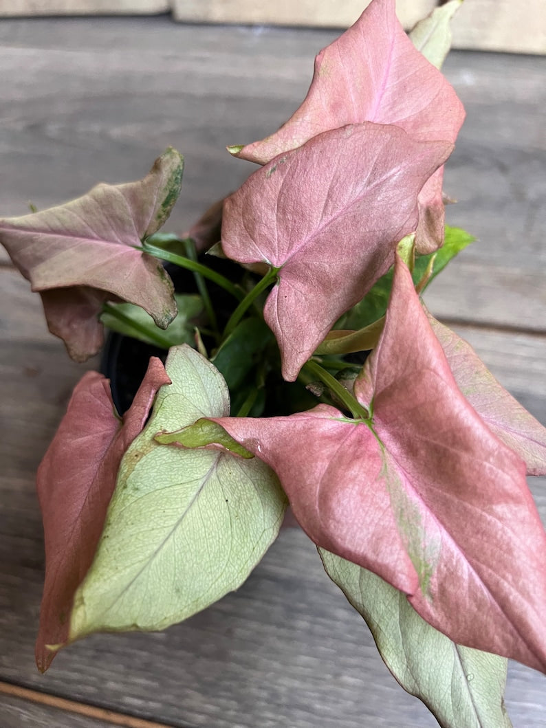 Syngonium Plant 4" Pot Pink Schott Pink Perfection Indoor Houseplant Syngonium podophyllum