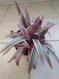 Tradescantia Spathacea Starter Plant with Free Cutting | Oyster Plant | Easy Care Houseplant for Warm Zones