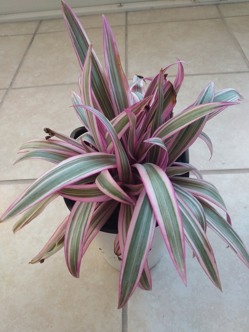 Tradescantia Spathacea Starter Plant with Free Cutting | Oyster Plant | Easy Care Houseplant for Warm Zones
