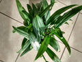 Silver Stripe Pothos Cutting - Rooted Epipremnum aureum Houseplant with Free Bonus Cutting