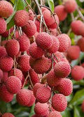 Lychee Tree in 3-Gallon Pot | Brewster Variety | Sweet Fruit | Litchi chinensis | Air Layered
