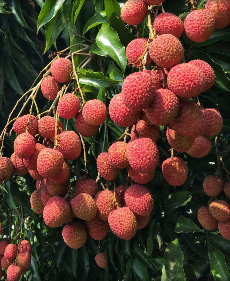 Sweetheart Lychee Tree in 10" Pot - Air-Layered, Aromatic Fruit, Litchi chinensis, Small Tree for Patio or Garden