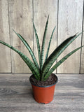 Sansevieria Javancia Plant in 6" Pot – Snake Plant for Indoor Air Purification & Easy Care