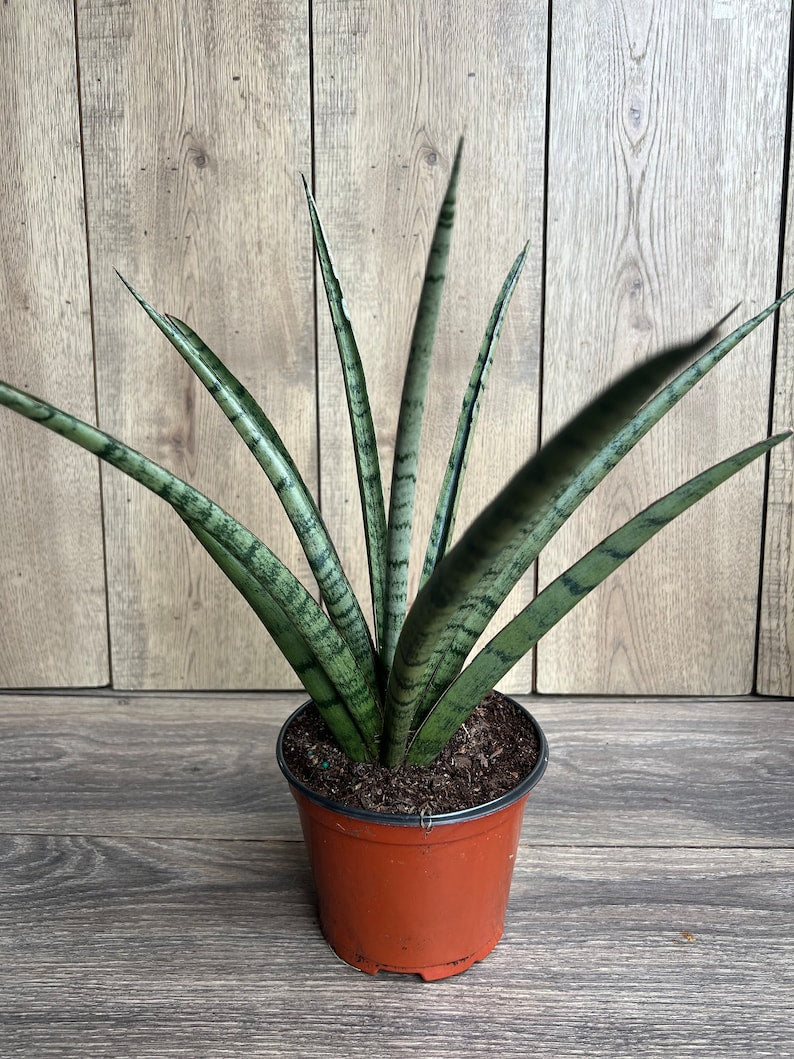 Sansevieria Javancia Plant in 6" Pot – Snake Plant for Indoor Air Purification & Easy Care