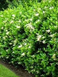 California Privet Plant in Quart Pot, Ligustrum ovalifolium, Fast-Growing Deciduous Shrub, Dense Green Foliage, USDA Zones 4-8