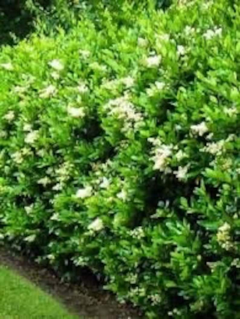 California Privet Plant in Quart Pot, Ligustrum ovalifolium, Fast-Growing Deciduous Shrub, Dense Green Foliage, USDA Zones 4-8