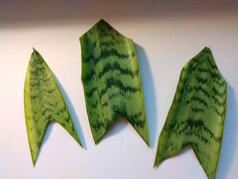 Unrooted Snake Plant Cuttings, Sansevieria, Indoor Houseplant, Easy Care Succulent, Propagation Clippings
