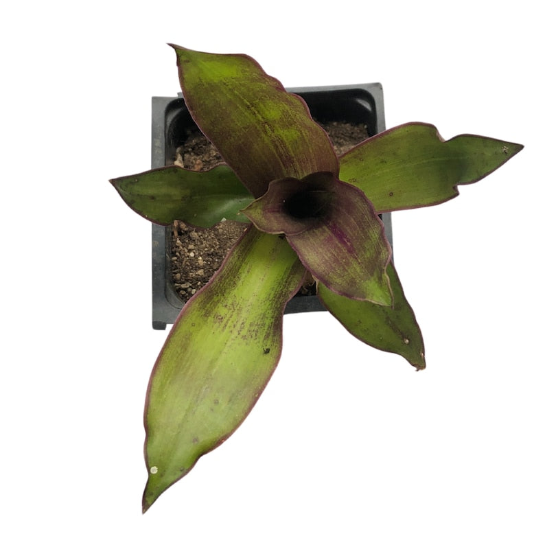 Organic Golden Tendril Plant Starter in 2.5-inch Pot, Callisia fragrans, Trailing Basket Plant, Indoor & Outdoor Gardening