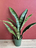Large Sansevieria Jaboa Plant in 6" Pot, King Jaboa, Dracaena Jaboa, Low Light Indoor Houseplant, Easy Care Greenery