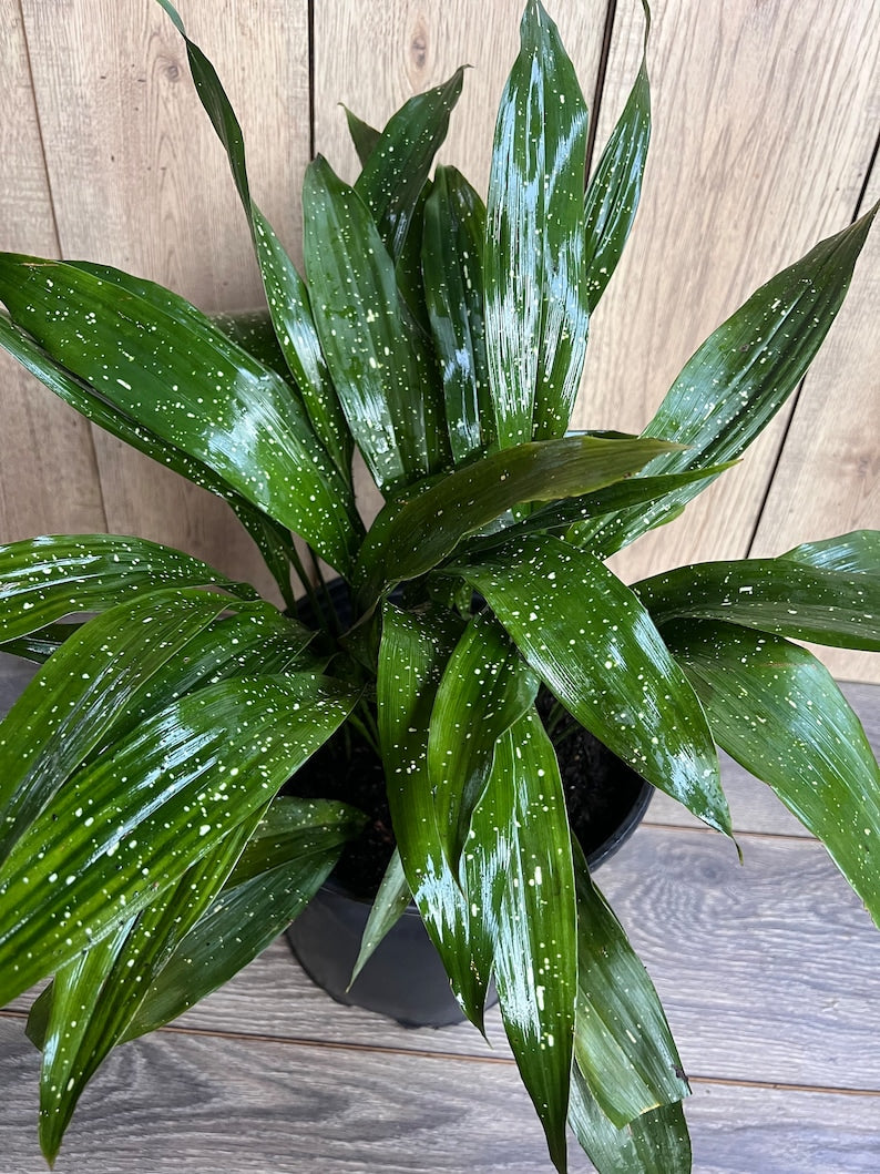 Cast Iron Plant 9" Pot Aspidistra Elatior Milky Way Low Light Houseplant with White Specks