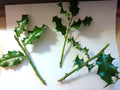 Holly Cuttings for Propagation - 3 Evergreen Clippings Ilex spp. for Garden Hedges & Shrubs