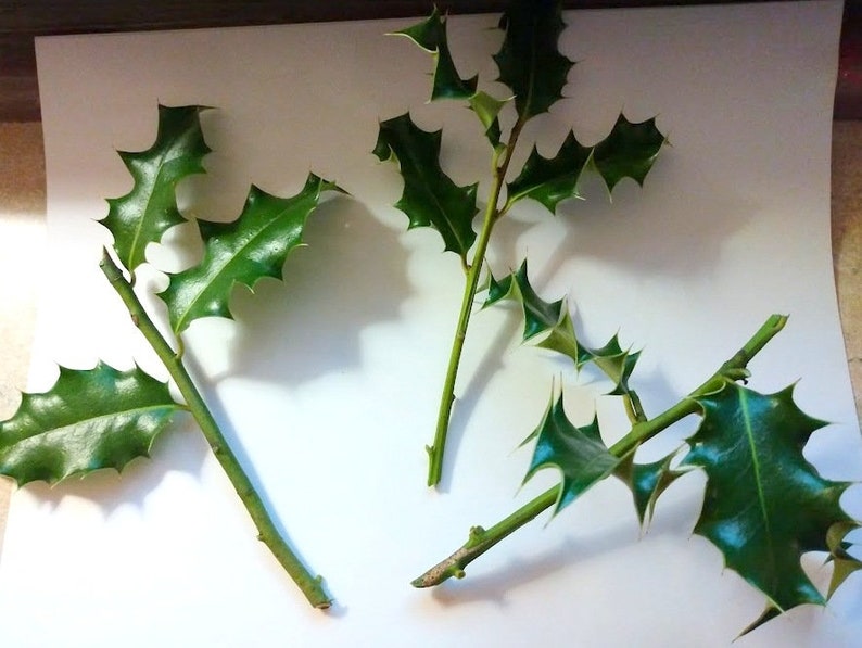Holly Cuttings for Propagation - 3 Evergreen Clippings Ilex spp. for Garden Hedges & Shrubs