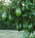 Grafted Avocado Tree 3-Gallon Pot Choquette Variety Persea americana Tropical Fruit Plant