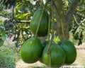 Donnie Avocado Tree in 3-Gallon Pot | Grafted Persea americana 'Donnie' Indoor Patio Fruit Tree