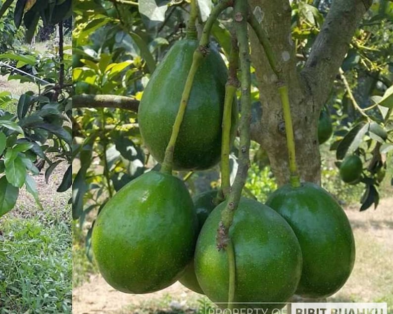 Donnie Avocado Tree in 3-Gallon Pot | Grafted Persea americana 'Donnie' Indoor Patio Fruit Tree