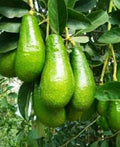 Grafted Russell Avocado Tree in 3-Gallon Pot | Persea americana | Tropical Fruit Tree for Home Garden