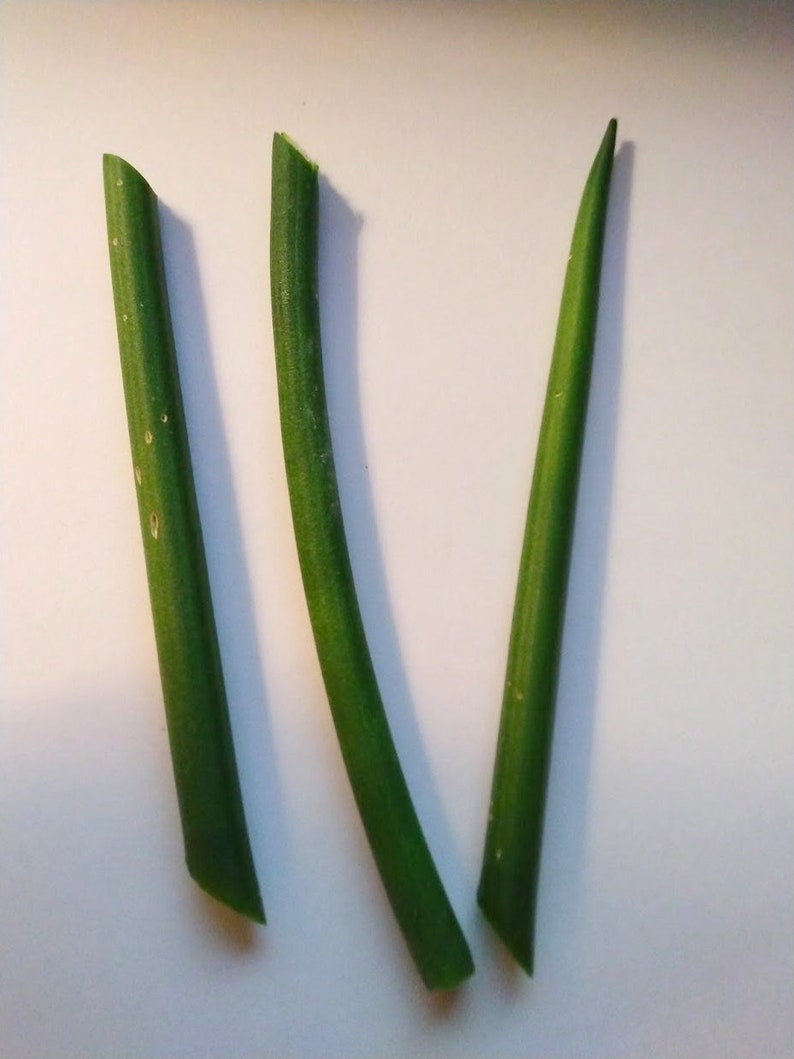 Fernwood Snake Plant Cuttings - Unrooted Sansevieria trifasciata Propagation Clippings for Indoor Houseplants