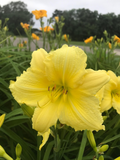 Daylily ‘Big Time Happy’ Bare Root Plants – Bright Yellow Reblooming Hemerocallis for Summer Garden Flowers