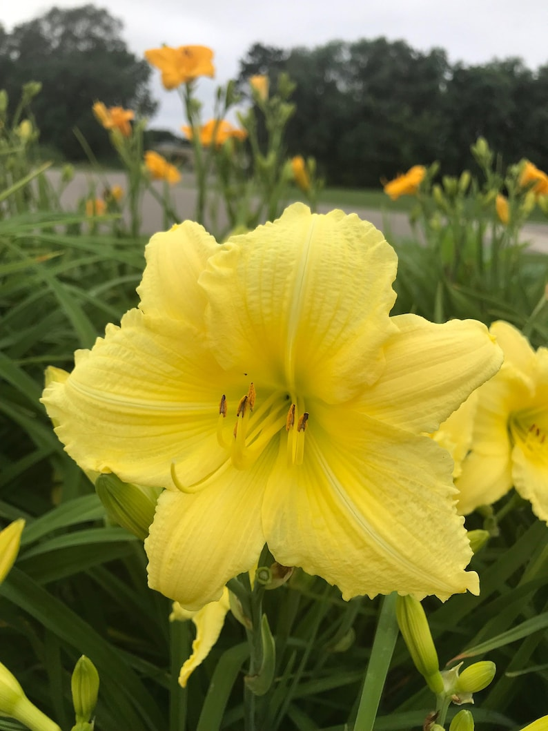 Daylily ‘Big Time Happy’ Bare Root Plants – Bright Yellow Reblooming Hemerocallis for Summer Garden Flowers