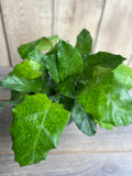 Calathea Musaica Plant in 6" Pot | Network Calathea | Non-Toxic Indoor Houseplant | Easy Care | Calathea musaica
