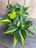 Philodendron Brasil Houseplant 4-Inch Pot Variegated Heart Leaf Philodendron hederaceum