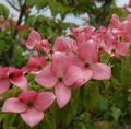 Scarlet Fire Dogwood Bare Root Plant – Pink Flowering Tree, Cornus kousa ‘Rutpink’ for Garden Landscape