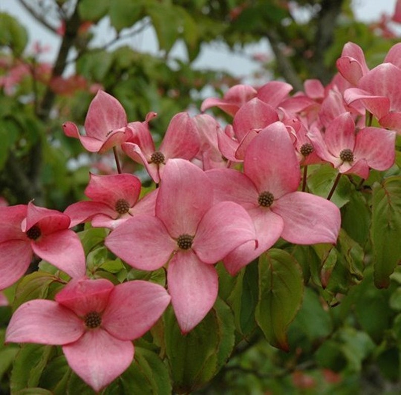 Scarlet Fire Dogwood Bare Root Plant – Pink Flowering Tree, Cornus kousa ‘Rutpink’ for Garden Landscape