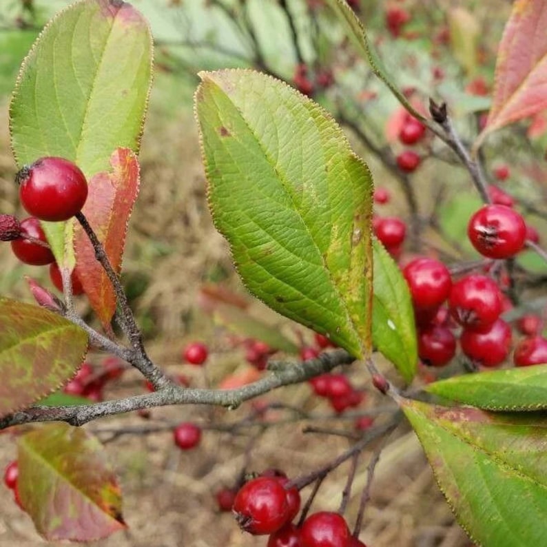 Red Chokeberry Live Plant 4" Pot – Aronia arbutifolia Native Shrub for Full Sun to Part Shade