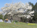 White Dogwood Tree in 4" Container – Cornus Florida with White Flowers, Ideal for Zones 5-9