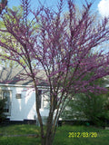 Redbud Tree 4" Container Cercis canadensis with Purple Buds & Pink Flowers, Hardy Zones 4-9