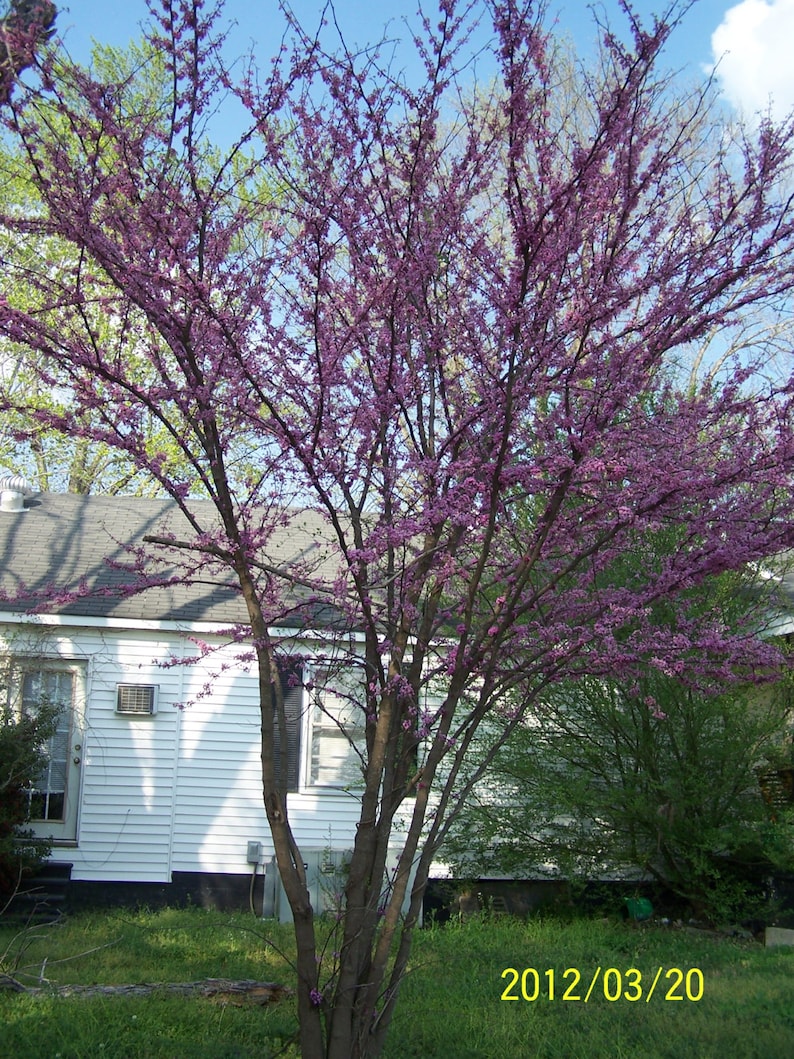 Redbud Trees 2 Pack in 4" Containers, Cercis canadensis with Rosy-Pink Flowers, Zones 4-9