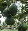 Catalina Avocado Tree in 3-Gallon Pot, Grafted Persea americana, Edible Indoor/Outdoor Plant for Home Gardens