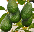 Grafted Hass Avocado Tree in 3-Gallon Pot, Persea americana, for Home Garden & Patio, No Ship to CA & HI