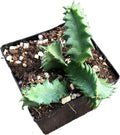 Organic Lifesaver Plant in 2.5-Inch Pot | Huernia zebrina Succulent Starter Plant