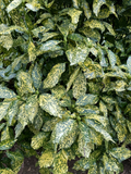 Gold Dust Aucuba Live Plant – 3 Gallon Variegated Evergreen Shrub for Shade Gardens – Aucuba japonica
