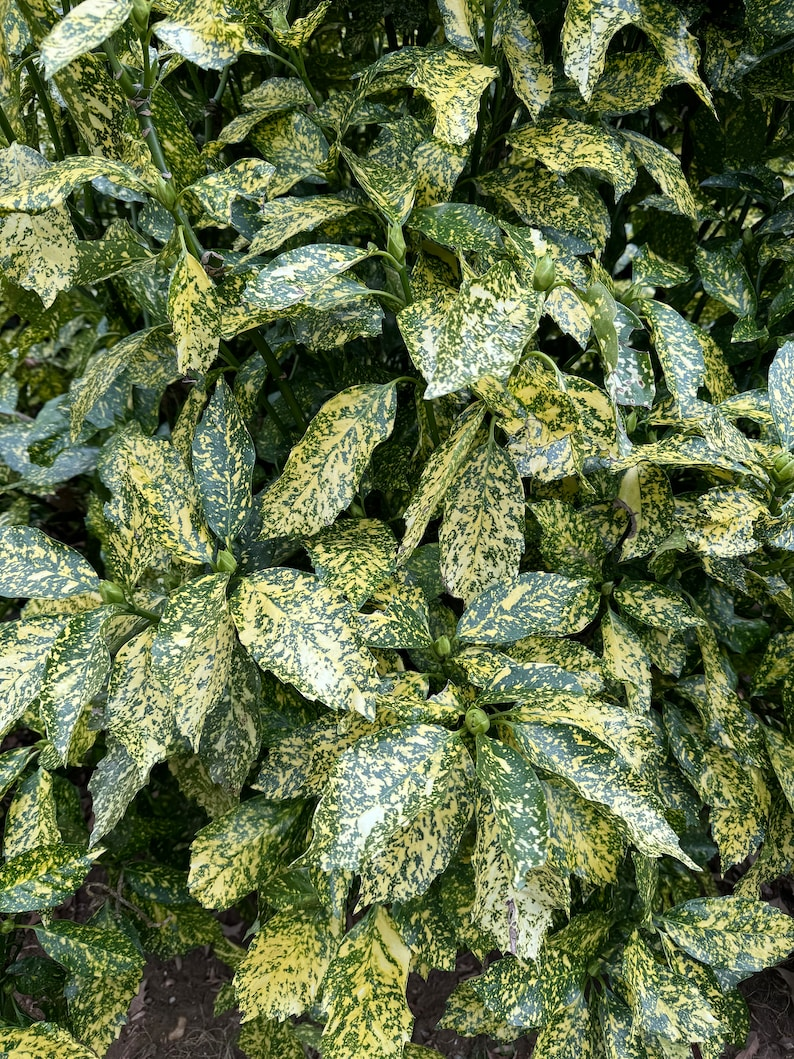 Gold Dust Aucuba Live Plant – 3 Gallon Variegated Evergreen Shrub for Shade Gardens – Aucuba japonica